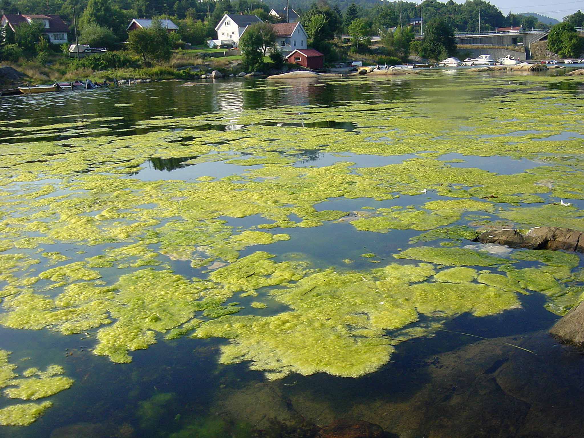 Nettverk for en levende Oslofjord