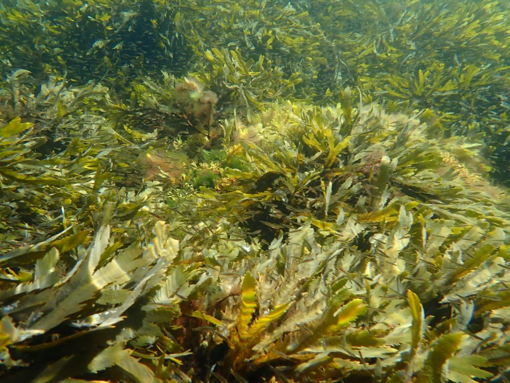 118 tonn nitrogen vil være svært uheldig for fjorden